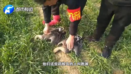 盜獵者每次獵殺都有百余只