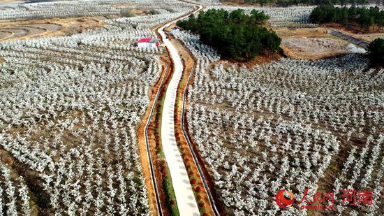 千樹萬樹梨花開 王化 攝