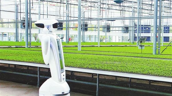 4月9日，机器人穿行在柘城县腾跃科技育苗工厂内管护辣椒幼苗。