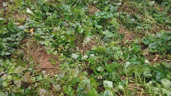 被野猪拱过的红薯地