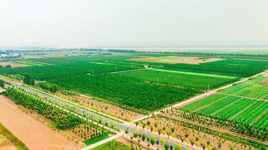 王园线黄河绿色廊道—焦作孟州市竹园村示范段。