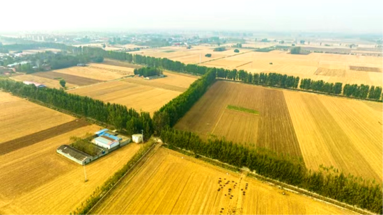 获嘉县农田林网。