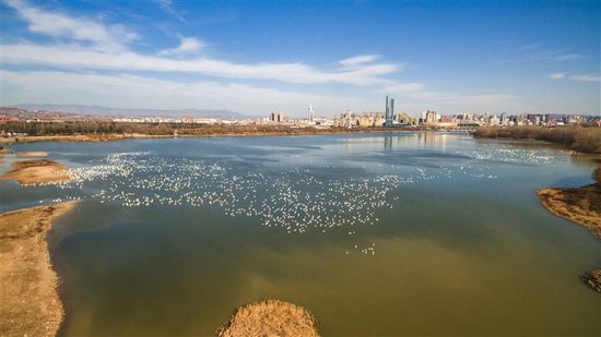 三门峡天鹅湖国家城市湿地公园内，成群的白天鹅正在开阔水域中栖息游弋。河南省林业局供图
