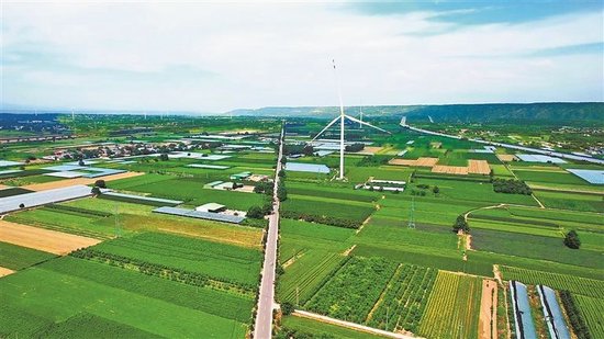 俯瞰灵宝市西阎乡黄花菜田地。伍勤鹏 摄