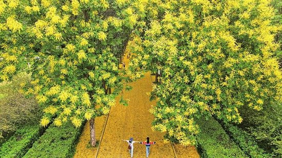  隋唐城遗址植物园，栾树铺就金色花路，游客漫步其间，沉浸式感受洛阳秋意。
