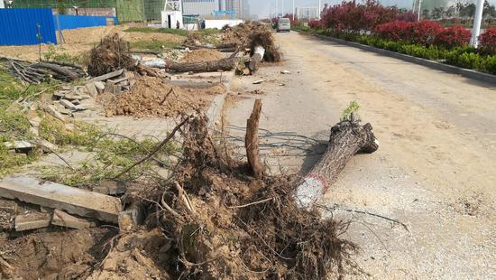 直擊：剛抽嫩葉的綠柳，被連根毀掉