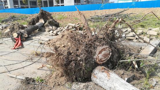 蚌埠上门伐树与维修服务价格及预约指南