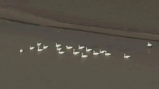 濮阳县省级自然保护区黄河湿地迎来今冬首批过境迁徙驻留的白天鹅