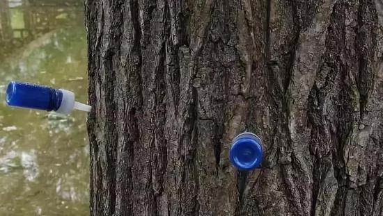 郑州满城又飘絮 “避孕针”也没有用?