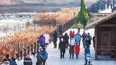 元旦小长假，三门峡市（河南）天鹅湖国家城市湿地公园成为游客热门“打卡”地。 杜杰 摄