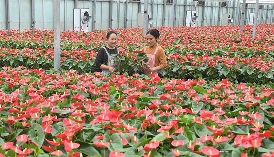3月22日，范县白衣阁镇惠丰农林红掌种植基地，大片红掌旺盛生长。僧少琴 摄
