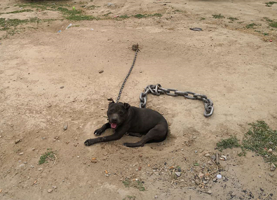 ●民警便装侦察包围斗狗场所