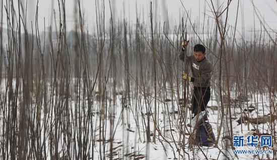 2月16日，河南省武陟县圪垱店乡岗头村村民在田间挖果树苗。