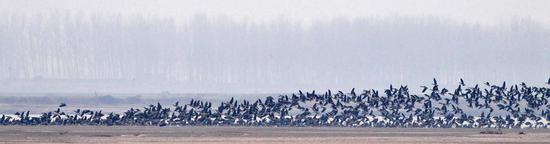 这是12月25日在河南省长垣县境内的黄河湿地拍摄的大雁。