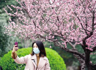 人民公園內，櫻花綻放，春意漸濃 鄭報全媒體記者 周甬 圖