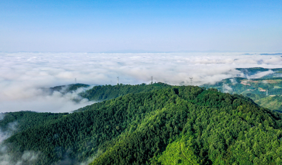 洛阳境内群山间的油松林。