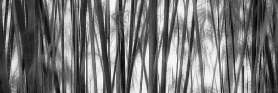 品竹的‘淡雅含蓄’