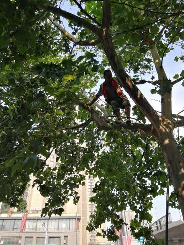 郑州:一场对流雨 倒下五棵树 忙坏绿化人