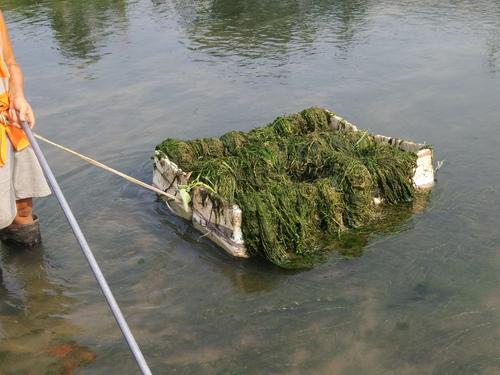 河道水草清理费时费力 郑州六旬管理员自制神