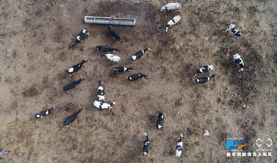 3月3日，河南省武陟县北郭乡西余会村，无人机航拍到的养牛场奶牛。