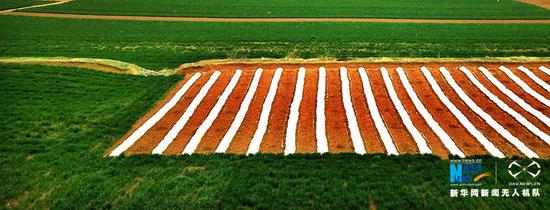 在宜陽縣樊村鎮麥田中間地膜覆蓋的線條非常漂亮。新華網發（高山岳攝 ）