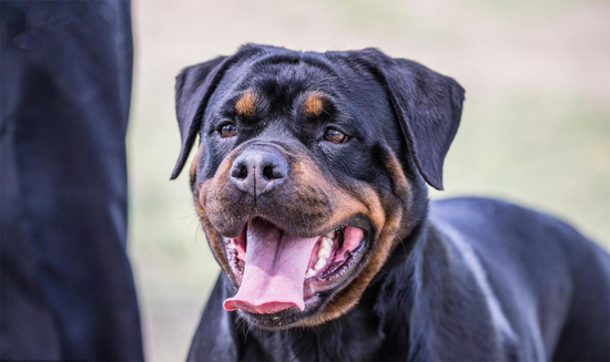 咬伤幼童的罗威纳犬是警犬之一，在河南属于家庭禁养的烈性犬