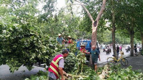 郑州:一场对流雨 倒下五棵树 忙坏绿化人