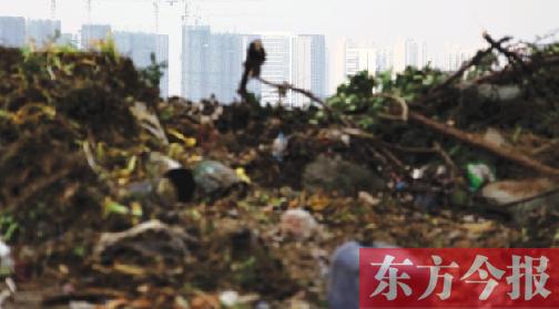 堆積成山的垃圾與繁花似錦的城市形成了鮮明對比