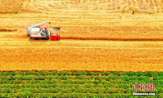 河南今年粮食总产量达1339.08亿斤 再创新高  河南今年粮食总产量达1339.08亿斤 再创新高