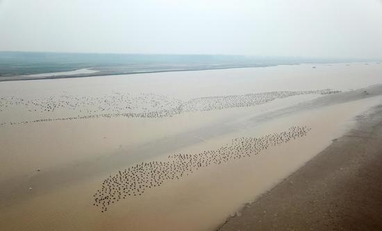 这是12月25日在河南省长垣县境内的黄河湿地拍摄的大雁（无人机拍摄）。