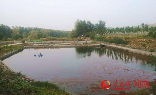 李斌顺的淇河鲫鱼培育实验塘 时岩 摄