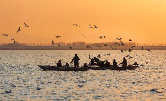 河南迎“鸟界团建”！来了一群鹳鹤鹭鸥鹅鸭……