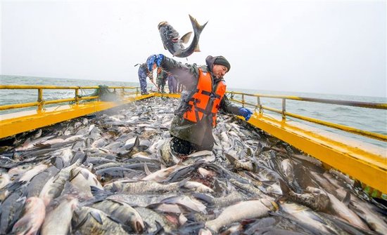 嵩县陆浑湖，渔民正在参加第十一届洛阳陆浑冬捕活动。张怡熙 王博 摄