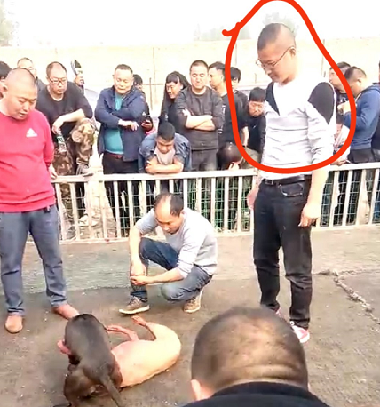 涉案87人！郑州警方破获“斗狗”团伙赌博案