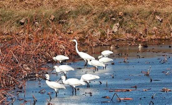 在陕西黄河湿地省级自然保护区大荔段，8只白琵鹭和1只大白鹭在莲藕地里休憩。 陕西日报供图