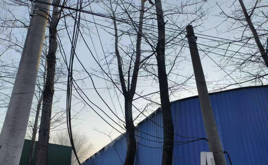 图10 电力线路与树木交织缠绕