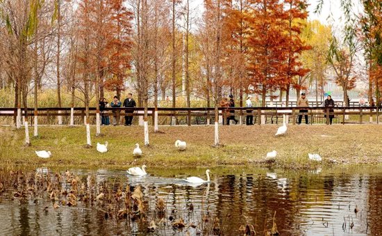 　　12月2日，郑州北龙湖湿地公园内，数十只疣鼻天鹅舒展白羽，或凌波游弋，或振翅掠水，构成冬日里一道灵动的生态图景。记者 邓放/摄