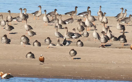 加强全省鸟类保护工作！河南发布2026年第1号总林长令