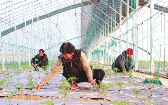 农户在大棚里忙着移栽西红柿苗。苏雪松 摄