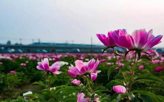 芍药花海,乡村好风光