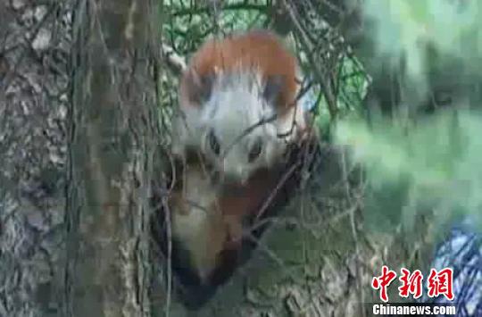 滦平发现珍稀动物“鼯鼠” 许尚权 摄