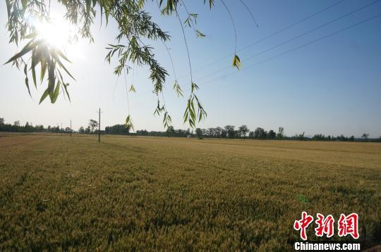 图为河南禹州，广袤的麦田。　韩章云 摄