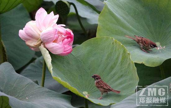 一直到7月12日，花瓣已经落完，两个小莲蓬正在健康生长。