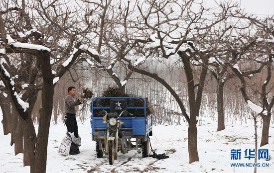 2月16日，河南省武陟县圪垱店乡岗头村村民在装运树苗。