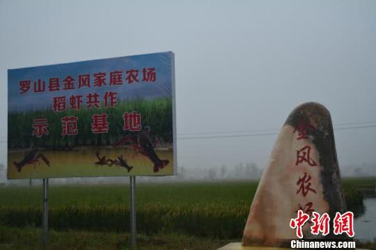 金風農場稻蝦共養示范基地。　張因祥 攝