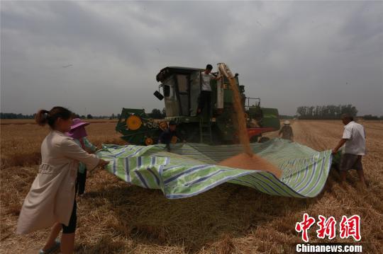 图为淮阳县白楼镇杜庄村农民利用晴好天气,抢收小麦,力保颗粒归仓。 齐永 摄