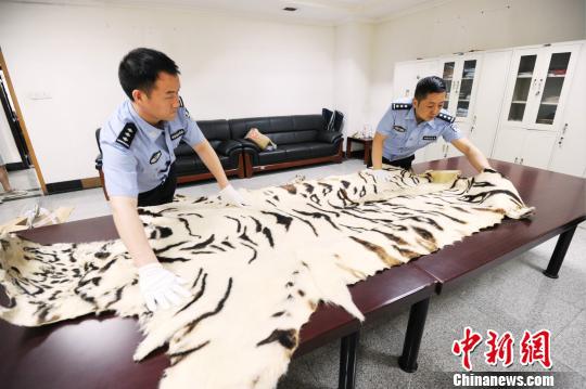 鄭州海關緝私部門查扣的走私孟加拉虎皮?！∴嵵莺ｊP　攝