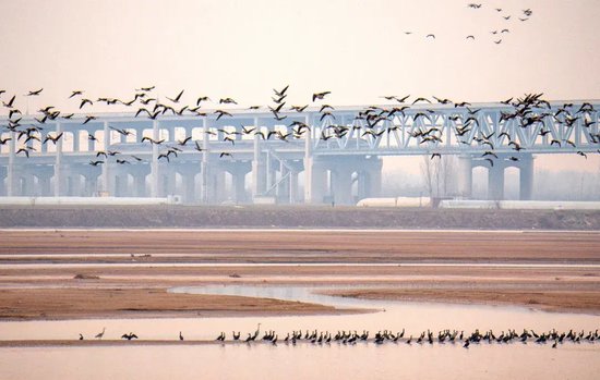 　　12月21日，郑州万滩黄河公铁大桥一列高铁飞驰而过，群鸟振翅齐飞、掠滩逐水，一幅经济发展与生态共生的画面。 王艳萍/摄