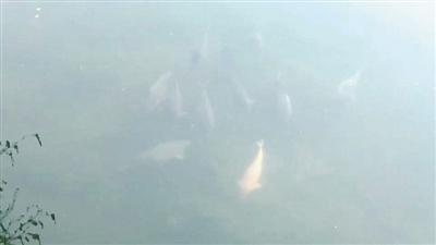 成群大魚中還有錦鯉