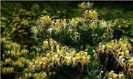新密的金银花